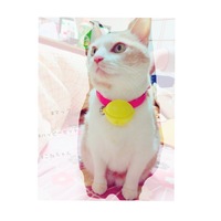 こねちゃん