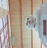 ストーブのうえ だーーーーーいすき