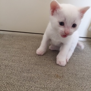 母猫と子猫たち