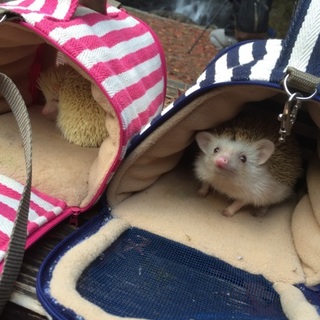 応募者多数のため募集を終了致します。