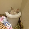 若