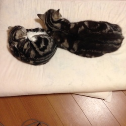 ここまで大きさが違うとは(^_^;)