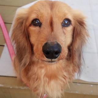 人懐っこいレンツ君にセカンドチャンスを！