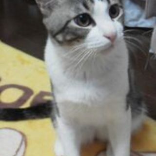 可愛い❤シロキジのリップくん