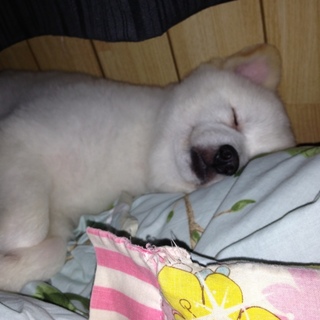 全く吠えない大人しいポメラニアンの男の子です！