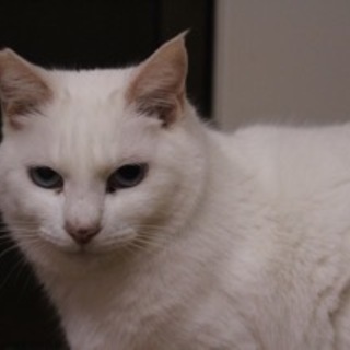 おっとり猫、おもちちゃん