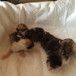 三毛猫の子猫たちの里親を探しています