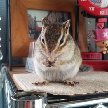 大好きなナッツ、もらっちゃたもんね～。