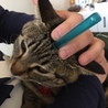 一角獣