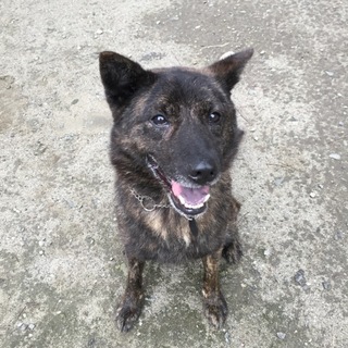 甲斐犬の梅太くん♂