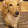 つくね