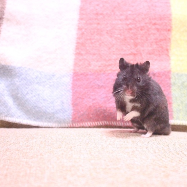 おたおたのカバー写真