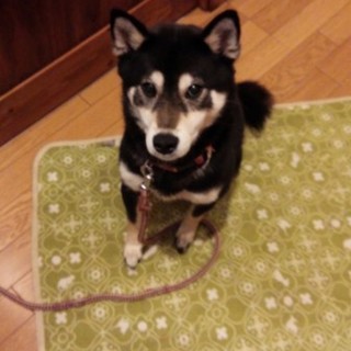 里親さん決定ありがとう！黒柴あずきちゃん