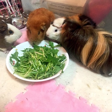 サラダバー
