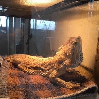 ピンチです里親募集中です