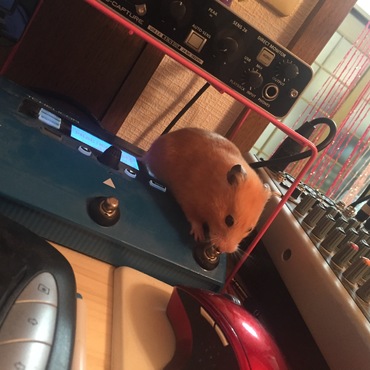 音楽機材とたんちゅん