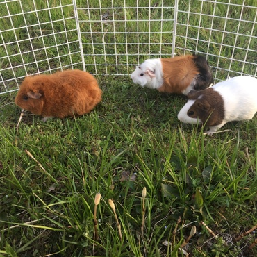 ピクニック2