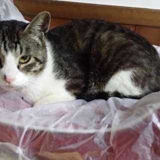 初心者向き　人なれ抜群　キジ白君（２-３歳）