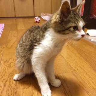 2ヶ月半 女の子猫ちゃん保護しています