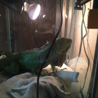 ピンチです里親募集です