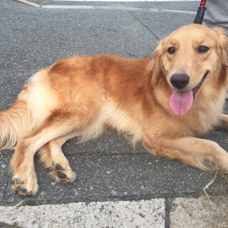 ゴールデンレトリバーの女の子