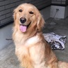 ゴールデンレトリバーの女の子 サムネイル2