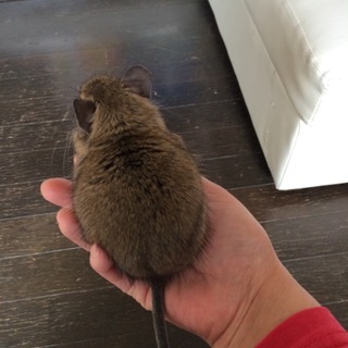 １歳半になるデグーマウス ♂1 ♀1