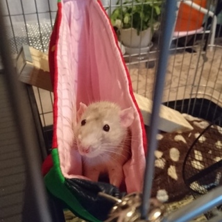 ハスキーラットのミッキー‼男の子♂