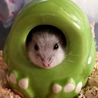 春野うらら