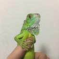 グリーンイグアナ