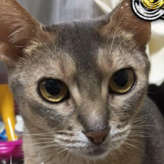 飼えることになりました。