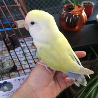 ハナぉ