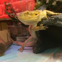 ボン