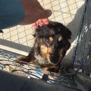 里親様が決まりました　ありがとうございました