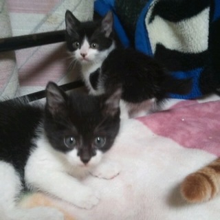 生後１ヶ月半  可愛い兄弟です！