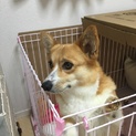 応募者多数なため一時停止