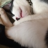 の写真