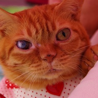 オヤジ座りが得意なコロンコロンの茶トラボーイ