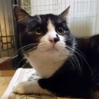 くまもん　とてもやさしい子です