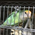 ＊コザクラインコ若鳥＊ありがとうございました！