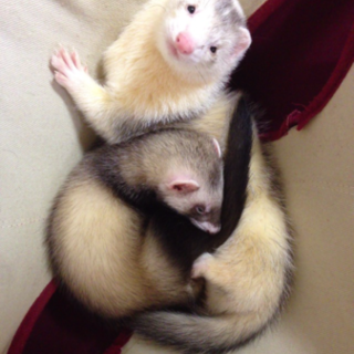 フェレット2匹里親募集