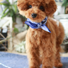 保護犬 ココア 5ヶ月♡