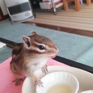 りんごジュース大好きでち！