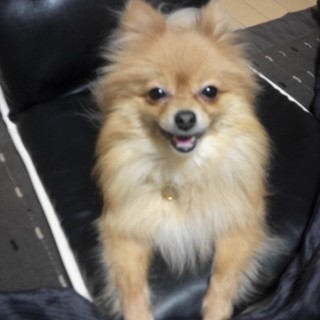 ポメラニアンの女の子を可愛がってくださる方！