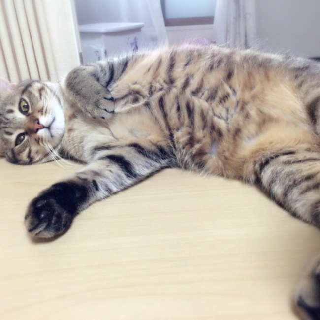 ちえ1031のカバー写真