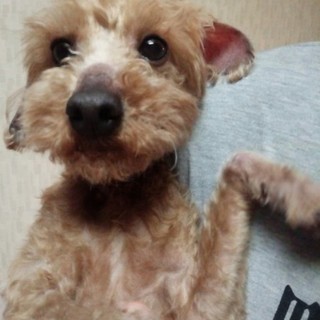 甘えん坊の男の子　トイ・プードル