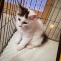 生後３ヶ月  女の子  ノルウェーの子猫