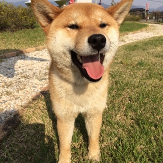 純血柴犬8ヶ月。ノンビリタイプの男の子