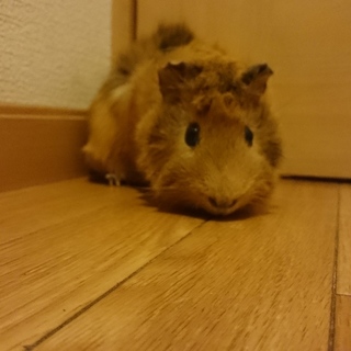 保護モルモット