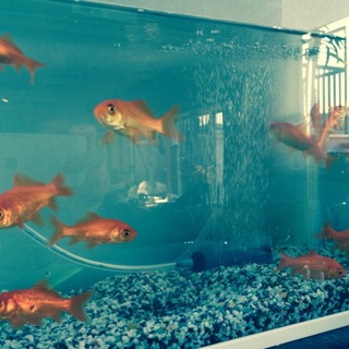 和金12匹の里親募集です